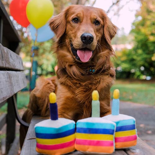 Party Time Toy Dog Birthday Cake