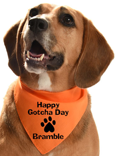 Personalised Dog Gotcha Day Bandana