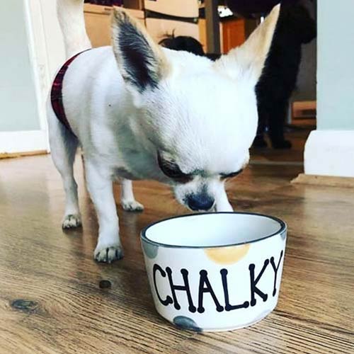 Personalised Dog Bowls - Dotty Straight