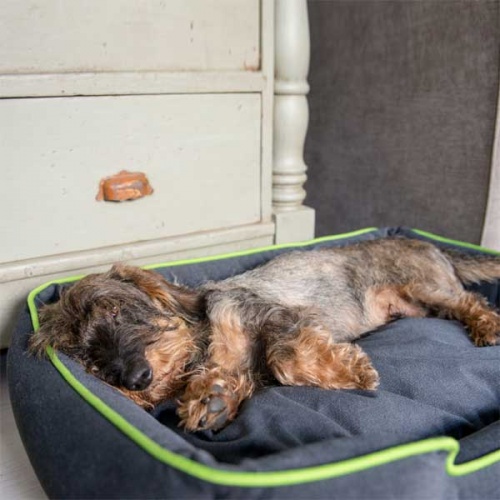 Urban Plush Lounge Dog Bed