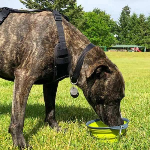 Popware Collapsible Dog Travel Cup