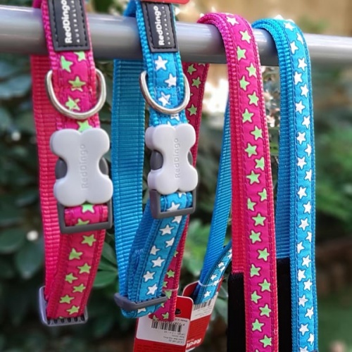 Red Dingo Dog Collar Lime Stars on Hot Pink