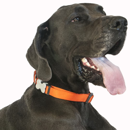 Red Dingo Orange Dog Collar