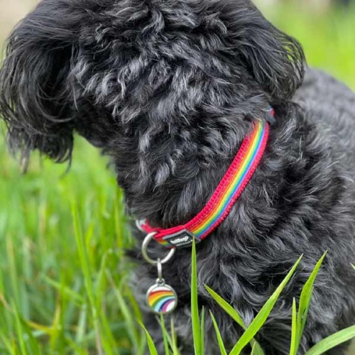 Red Dingo Dog Collar Rainbow