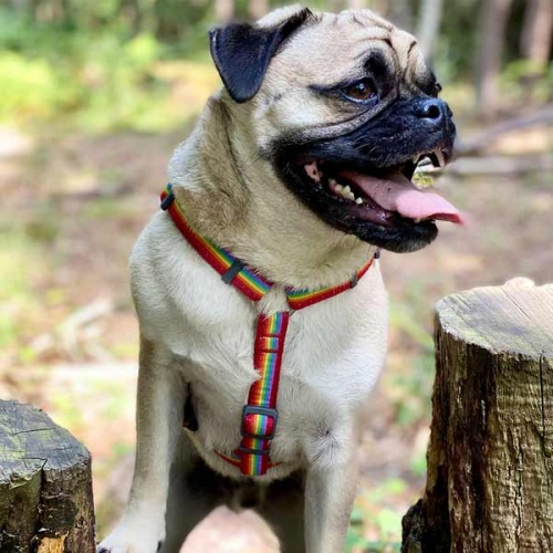 Red Dingo Dog Harness Rainbow