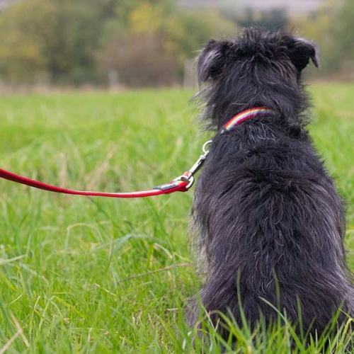 Red Dingo Dog Lead Rainbow