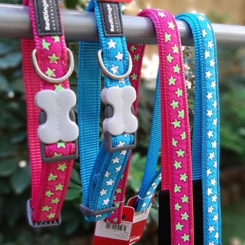 Red Dingo Dog Lead White Stars on Turquoise