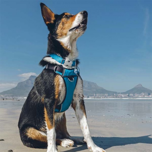 Red Dingo Padded Dog Harness - Blue