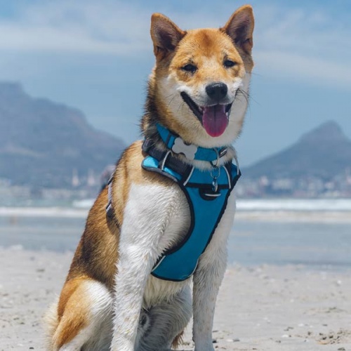 Red Dingo Padded Dog Harness - Blue