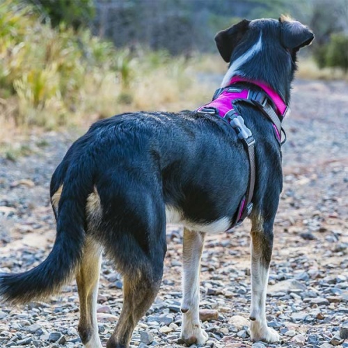 Red Dingo Padded Dog Harness - Hot Pink