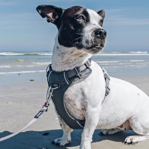 Red Dingo Padded Dog Harness - Grey