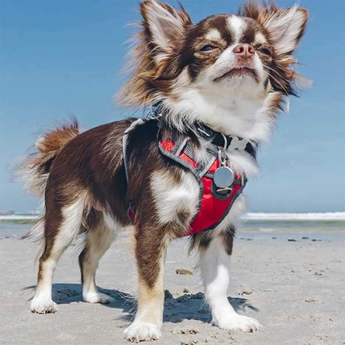 Red Dingo Padded Dog Harness - Red