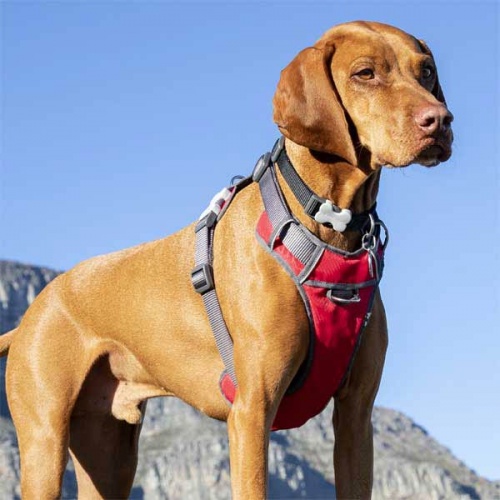 Red Dingo Padded Dog Harness - Red