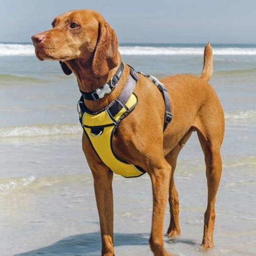 Red Dingo Padded Dog Harness - Yellow