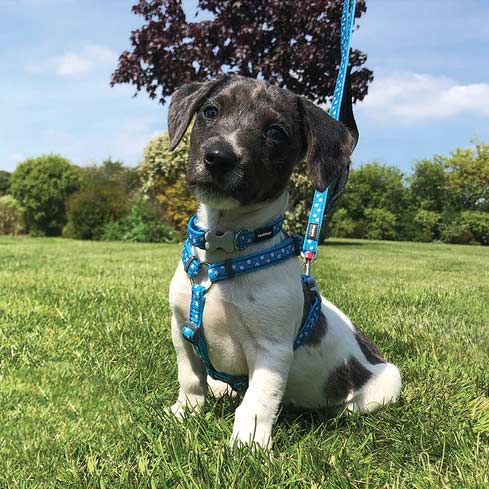Puppy Harness, Collar & Lead Set - White Stars on Turquoise