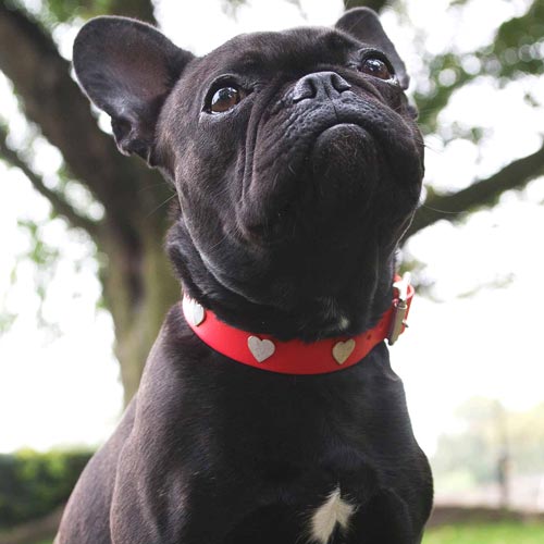 Studded Red Leather Dog Collar