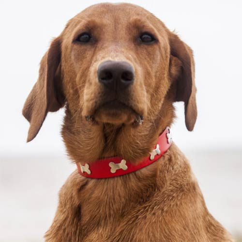 Studded Red Leather Dog Collar