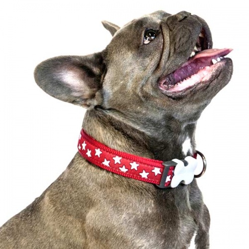 Red Dingo Dog Collar White Stars on Red