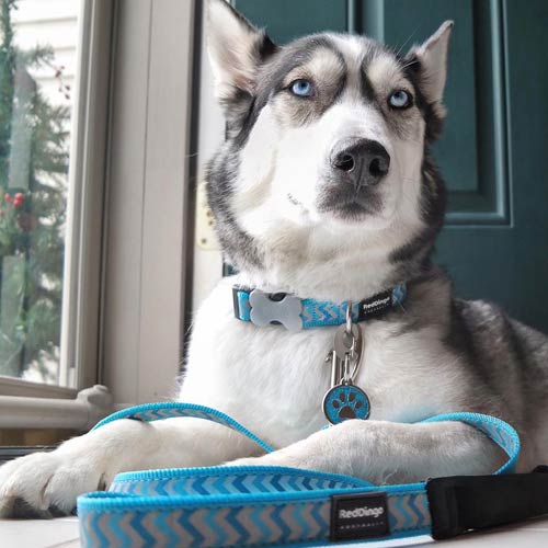 Ziggy Reflective Dog Collar