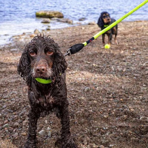 Reflective Neon Rope Lead