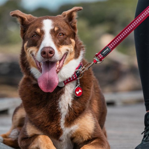 Reflective Dog Lead - Red Bones