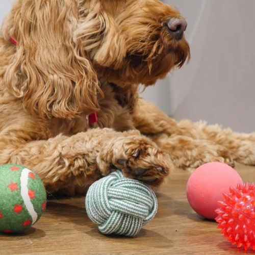 Dog Ball Christmas Gift Pack