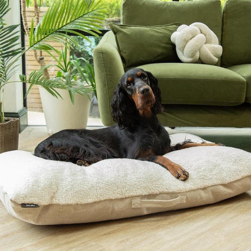 Scruffs eco dog bed new arrivals