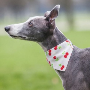 Dog Bandana Sweet Cherry