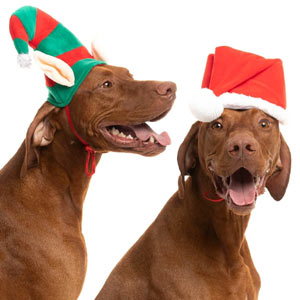 Christmas Dog Hats
