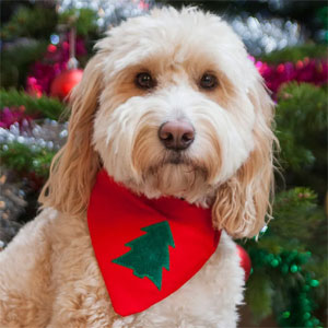 Christmas Dog Bandana - Xmas Tree