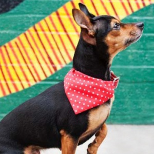 Dog Bandana Dotty