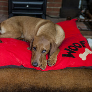 Doza Dog Cushion Woof n Bone