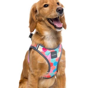 FuzzYard Step-in Dog Harness - The Hive