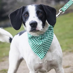 Gingham Dog Bandanas