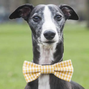 Gingham Dog Bow Ties