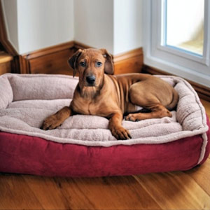Large Cradle Dog Bed
