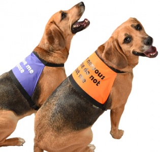 Dog Warning Vest