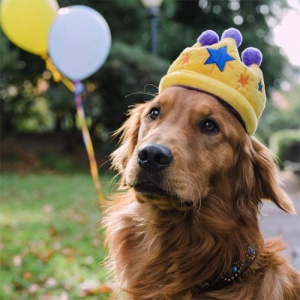 Party Time Crown Dog Toy