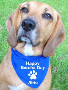 Personalised Dog Gotcha Day Bandana