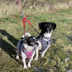 Adjustable Coupler Dog Lead