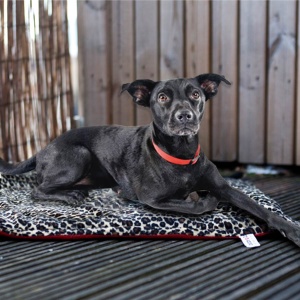 Snuggly Padded Pet Blanket