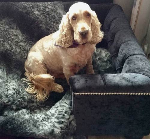 Sandringham Ebony Velvet Luxury Dog Bed