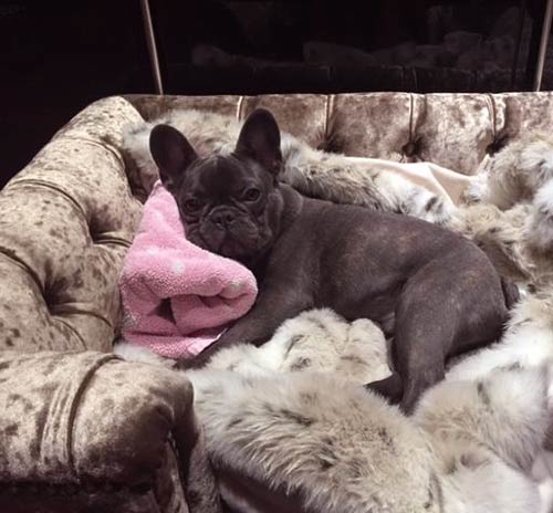 Sandringham Truffle Velvet Luxury Dog Bed
