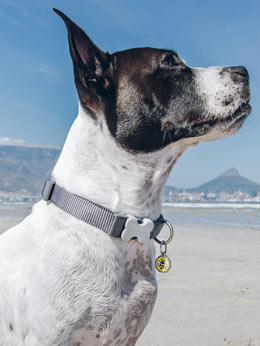 Red Dingo plain grey dog collar