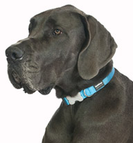 Red Dingo plain turquoise blue dog collar
