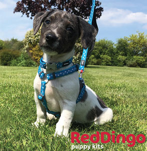 red dingo puppy collar, lead and harness set