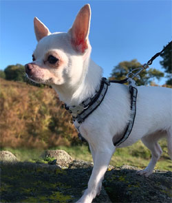 red dingo puppy harness, collar and lead set