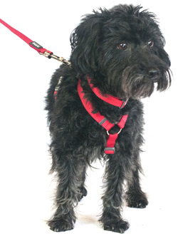 red dog harness