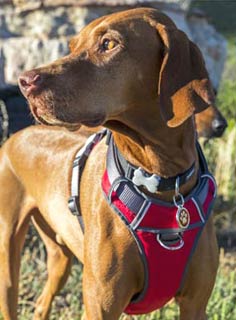 Red Dingo Red Padded Dog Harness