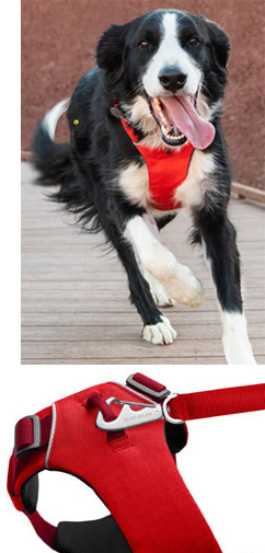 Ruffwear Front Range dog harness